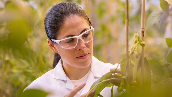 BASF: utilizando a tecnologia para uma agricultura de precisão